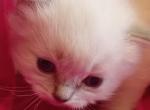 LuLu Berry Blue Lynx Girl Brown Collar - Ragdoll Kitten For Sale - 