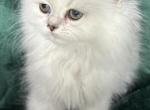 Round eyed boy - Persian Kitten For Sale - 