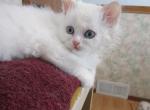 Fluffy All White - Domestic Kitten For Sale - Grand Island, NE, US