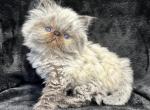 Haley - Himalayan Kitten For Sale - Callahan, FL, US