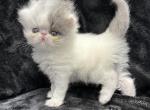 Prada - Persian Kitten For Sale - Callahan, FL, US