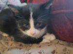 tux boy - Domestic Cat For Sale - Wells, ME, US