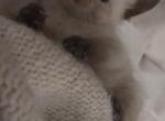 Siamese Litter - Siamese Kitten For Sale - 