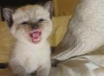 Siamese cat - Siamese Kitten For Sale - 