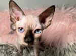 Jane - Sphynx Kitten For Sale - 