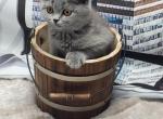 Inna - Scottish Straight Kitten For Sale - FL, US