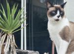 Charlie - Snowshoe Cat For Sale - Hollywood, FL, US