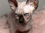 Misty - Sphynx Kitten For Sale - 