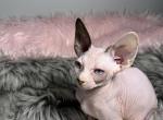 Lolita - Sphynx Kitten For Sale - 