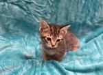 Mania baby girl - Munchkin Kitten For Sale - OH, US
