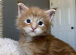 Ginger Blue eyes - Maine Coon Kitten For Sale - Kansas City, MO, US