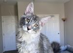 Everest - Maine Coon Kitten For Sale - 