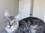 Ella - Maine Coon Kitten For Sale - Las Vegas, NV, US