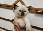 Old type Balinese - Balinese Kitten For Sale - Jordanville, NY, US