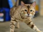 Beau - Bengal Kitten For Sale - Jersey City, NJ, US