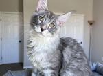 Everest - Maine Coon Kitten For Sale - Phoenix, AZ, US