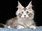 Ostin blue eyes - Maine Coon Kitten For Sale - Phoenix, AZ, US