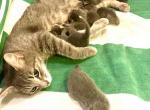 Gray & swirl kitties - Domestic Kitten For Sale - Wilmington, DE, US