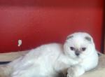 Molly - Scottish Fold Cat For Sale - Bonney Lake, WA, US