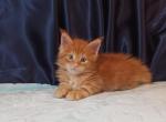 Olaf Maine Coon male - Maine Coon Kitten For Sale - Seattle, WA, US