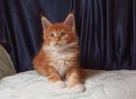 Oliver Maine Coon male - Maine Coon Kitten For Sale - Seattle, WA, US