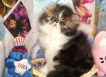 Show Quality Tabby and White Bi Color - Persian Kitten For Sale - CA, US