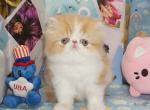Show Quality Cream Tabby and White Bi Color - Persian Kitten For Sale - 
