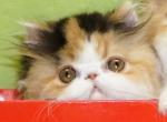 Calico Persian Kitten - Persian Kitten For Sale - CA, US