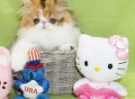Show Quality Calico Female Purebred Persian Kitten - Persian Kitten For Sale - CA, US