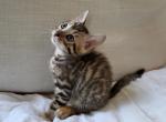 Perfect bengal - Bengal Kitten For Sale - Signal Hill, CA, US