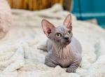 MONA - Sphynx Kitten For Sale - 