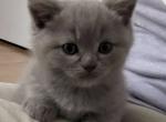 Madame Chloes Scottish fold Munchkins - Munchkin Kitten For Sale - Beaverton, OR, US