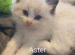 Aster male - Ragdoll Kitten For Sale - Racine, OH, US