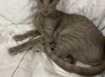 Alexandra Blue Grey Str Coat Peterbald - Peterbald Kitten For Sale - 