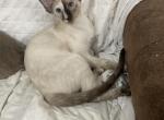 Victoria Multi Colored Seal Point Peterbald - Peterbald Kitten For Sale - 