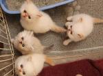 Violet - Persian Kitten For Sale - 