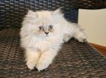 Shy's last litter - Himalayan Kitten For Sale - 