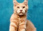 Honey Maine Coon Baby - Maine Coon Kitten For Sale - FL, US