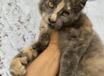 Gentle Giants - Maine Coon Kitten For Sale - FL, US