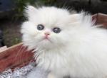 Mika - Persian Kitten For Sale - Wilkes-Barre, PA, US