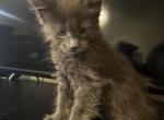Blue - Maine Coon Kitten For Sale - San Diego, CA, US