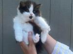 Benny - Persian Kitten For Sale - 