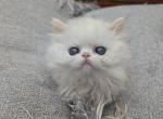 Alfie - Persian Kitten For Sale - Wilkes-Barre, PA, US