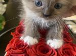 Malibu and Simba New Litter - Ragdoll Kitten For Sale - 