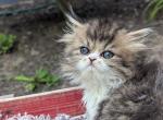 Jasper - Persian Kitten For Sale - Wilkes-Barre, PA, US