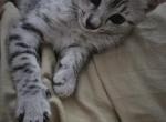 Litter - Egyptian Mau Kitten For Sale