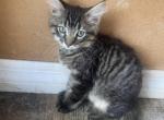 Tiger - Domestic Kitten For Adoption - Myakka City, FL, US