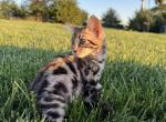 Male Bengal Kitten - Bengal Kitten For Sale - Lincoln, NE, US