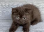 Bear Elias Cattery - British Shorthair Kitten For Sale - Raleigh, NC, US