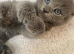 Doll faced Blue Persian - Persian Kitten For Sale - 